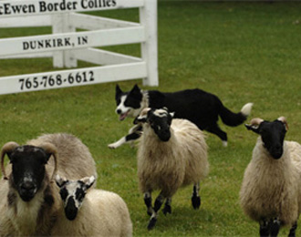 dogs
